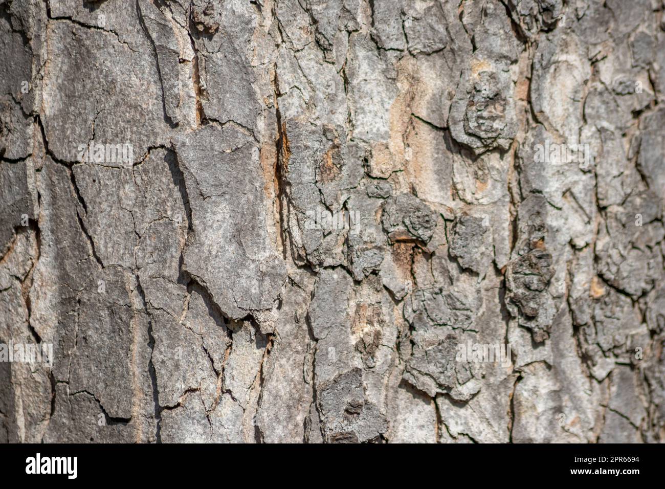 La corteccia degli alberi macro con strutture naturali fini e corteccia ruvida come sfondo naturale ed ecologico mostra una bella struttura in legno con cicatrici e protezione come habitat per piccoli insetti Foto Stock