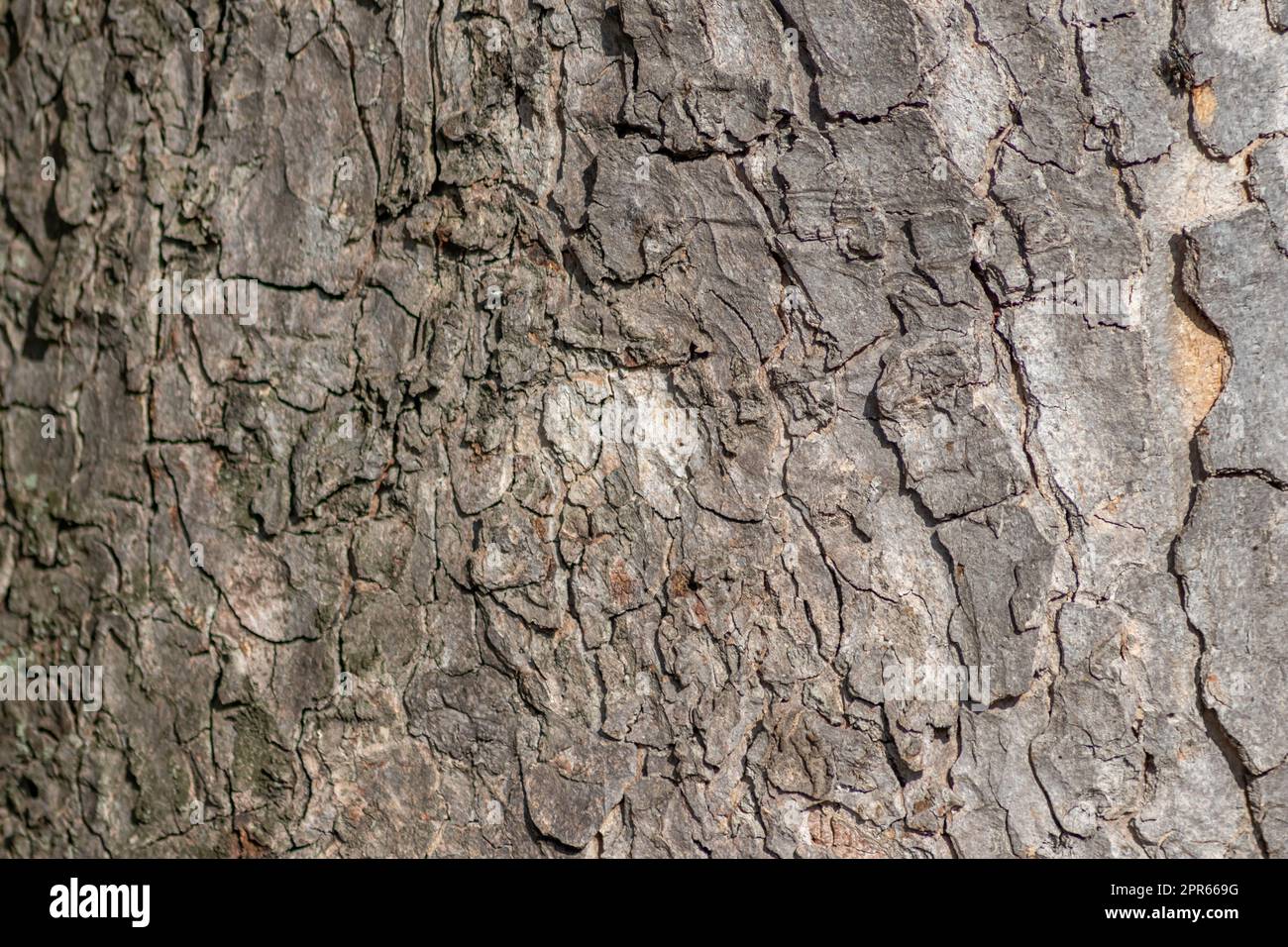 La corteccia degli alberi macro con strutture naturali fini e corteccia ruvida come sfondo naturale ed ecologico mostra una bella struttura in legno con cicatrici e protezione come habitat per piccoli insetti Foto Stock