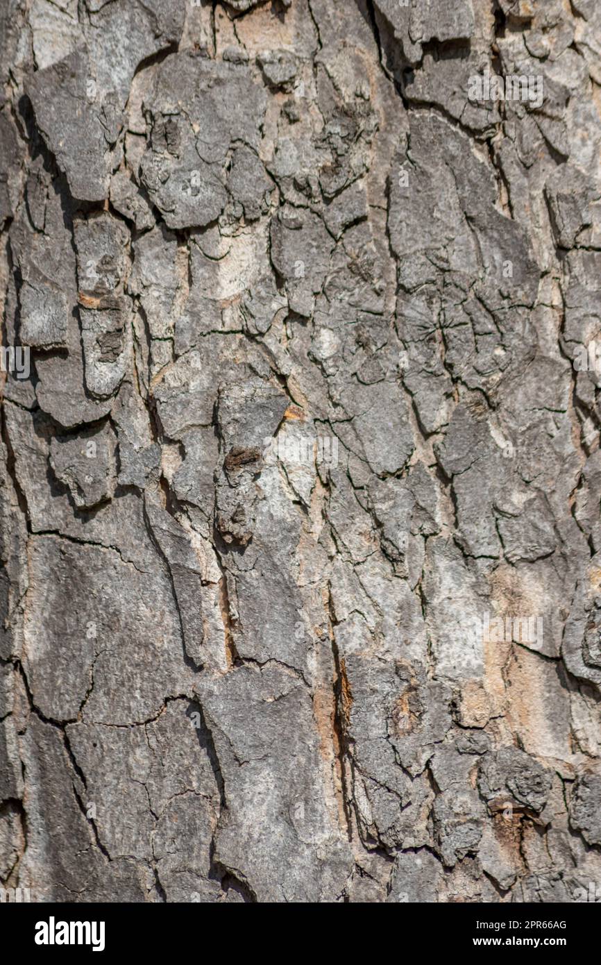 La corteccia degli alberi macro con strutture naturali fini e corteccia ruvida come sfondo naturale ed ecologico mostra una bella struttura in legno con cicatrici e protezione come habitat per piccoli insetti Foto Stock