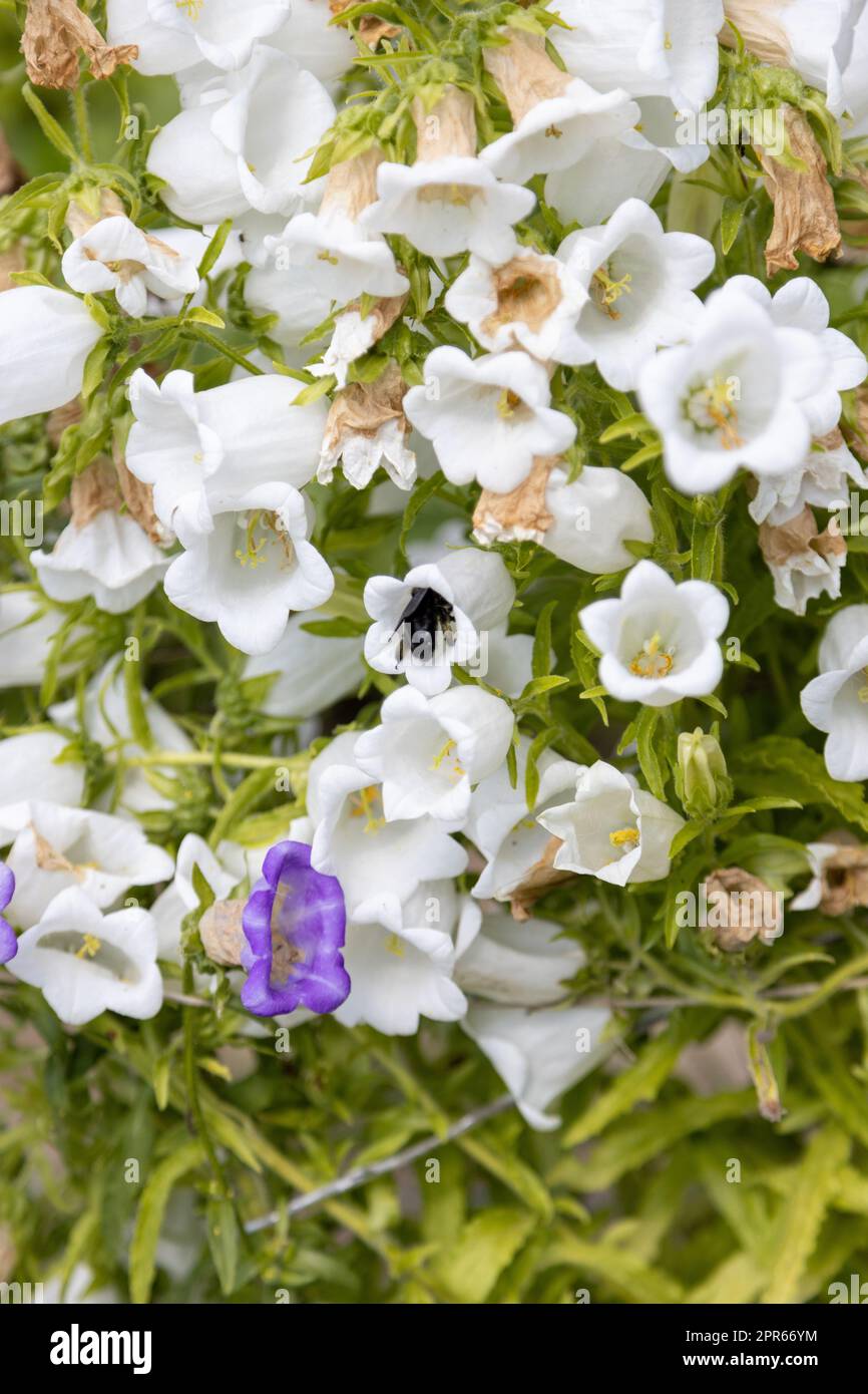 Un'ape di legno blu, Xylocopa violacea, cerca polline in un fiore di campanola Foto Stock