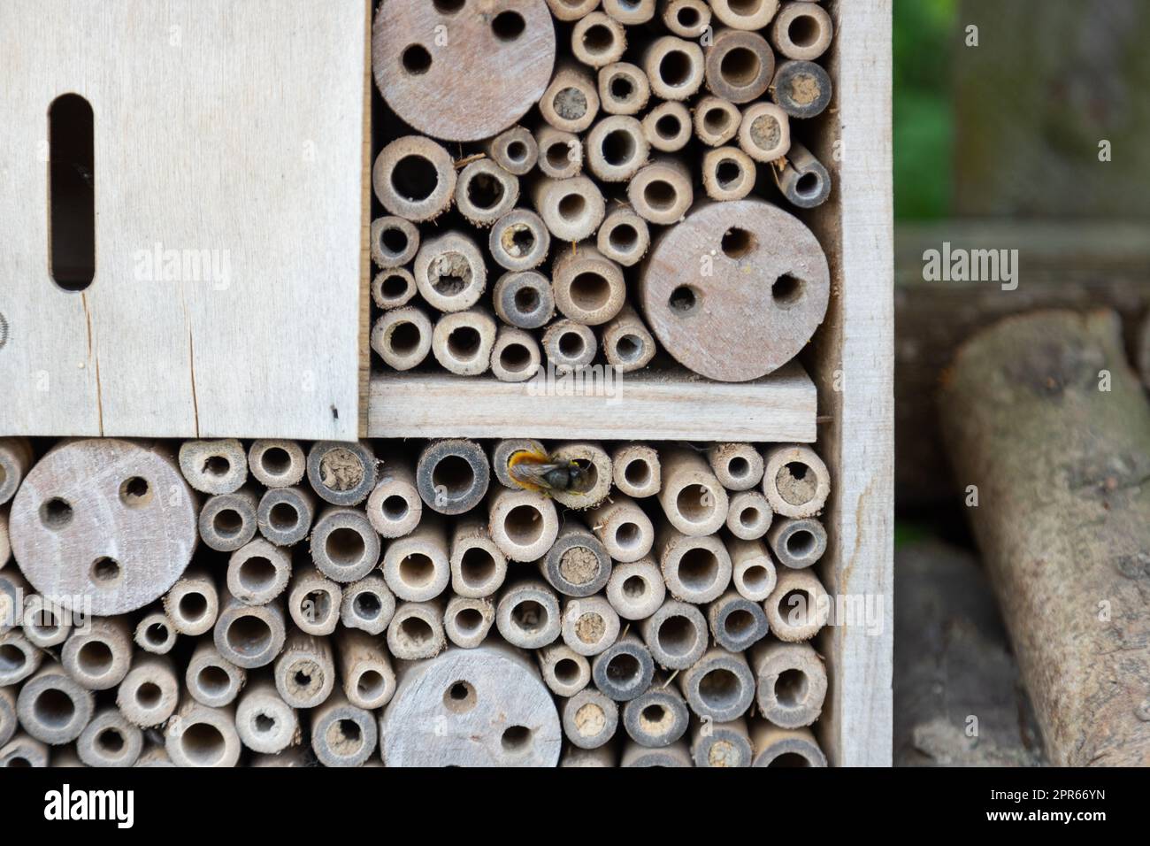 Un albergo per insetti per api, vespe e altri insetti in legno. Foto Stock