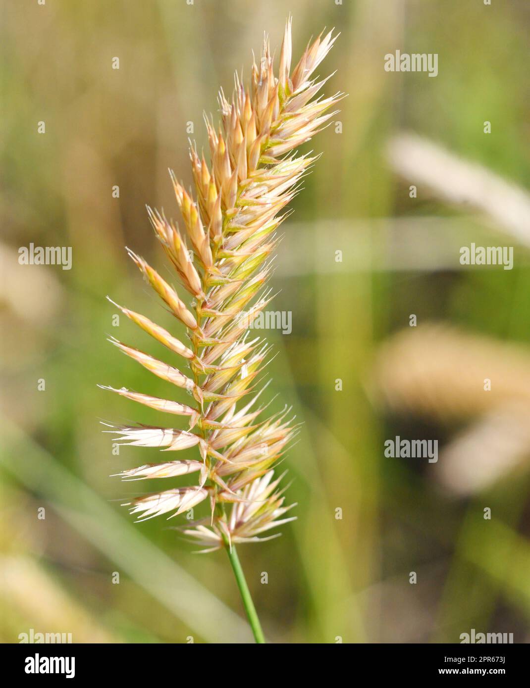 Pianta erbacea granaio a forma di pettine o granaio pettinato (latino: Agropyron cristatum) Foto Stock