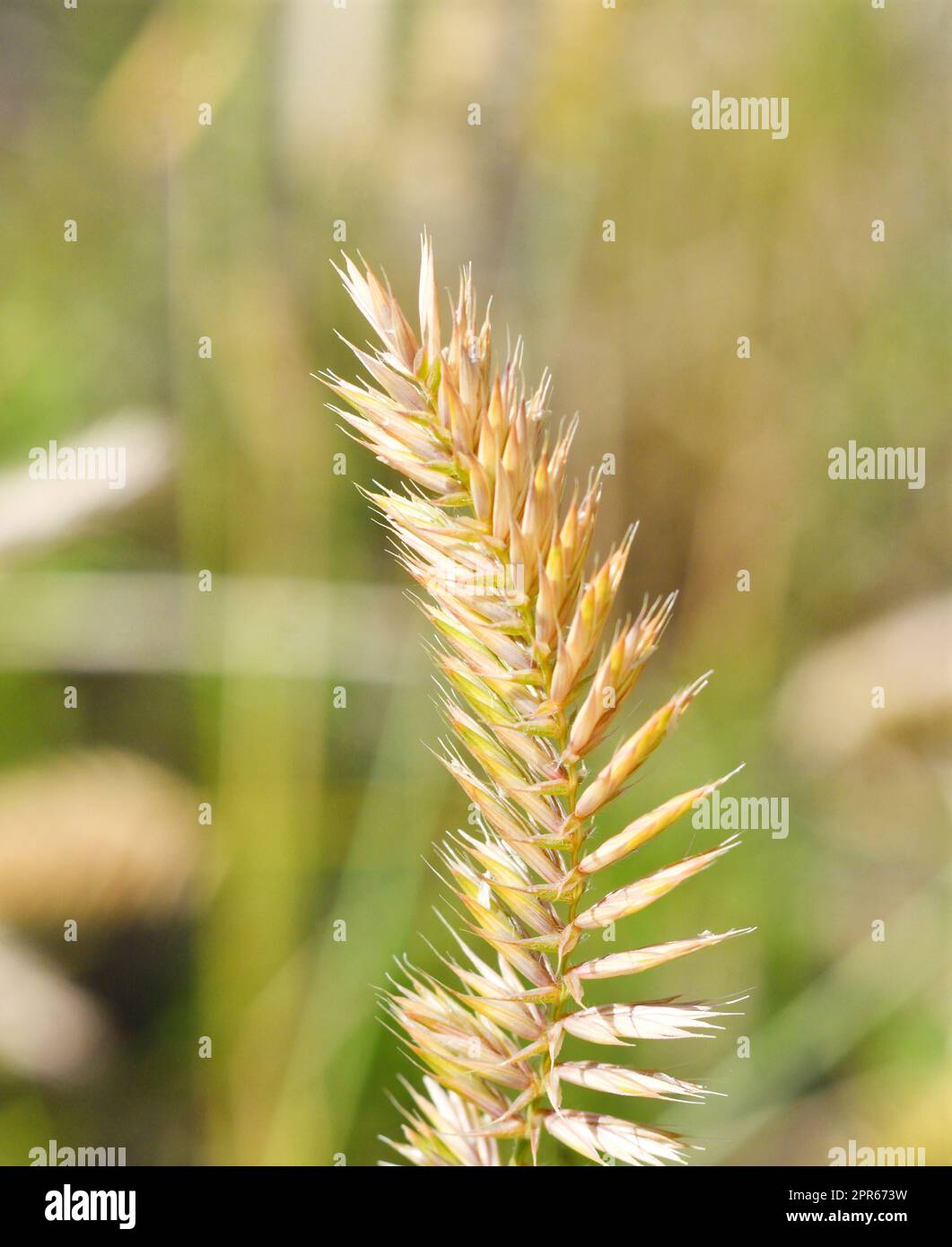 Pianta erbacea granaio a forma di pettine o granaio pettinato (latino: Agropyron cristatum) Foto Stock