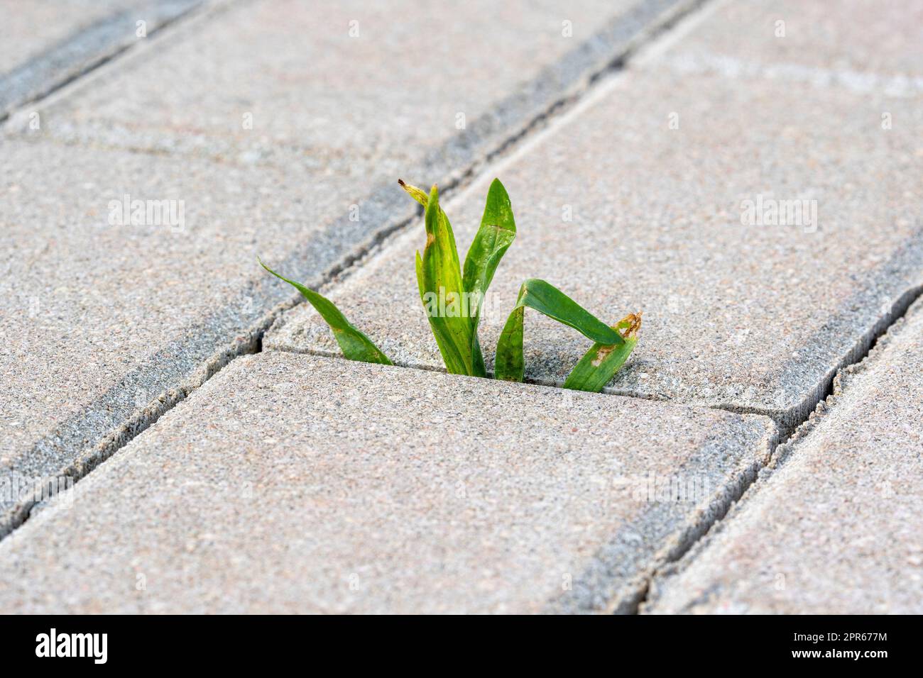 Una piccola pianta con foglie verdi cresce sul marciapiede Foto Stock