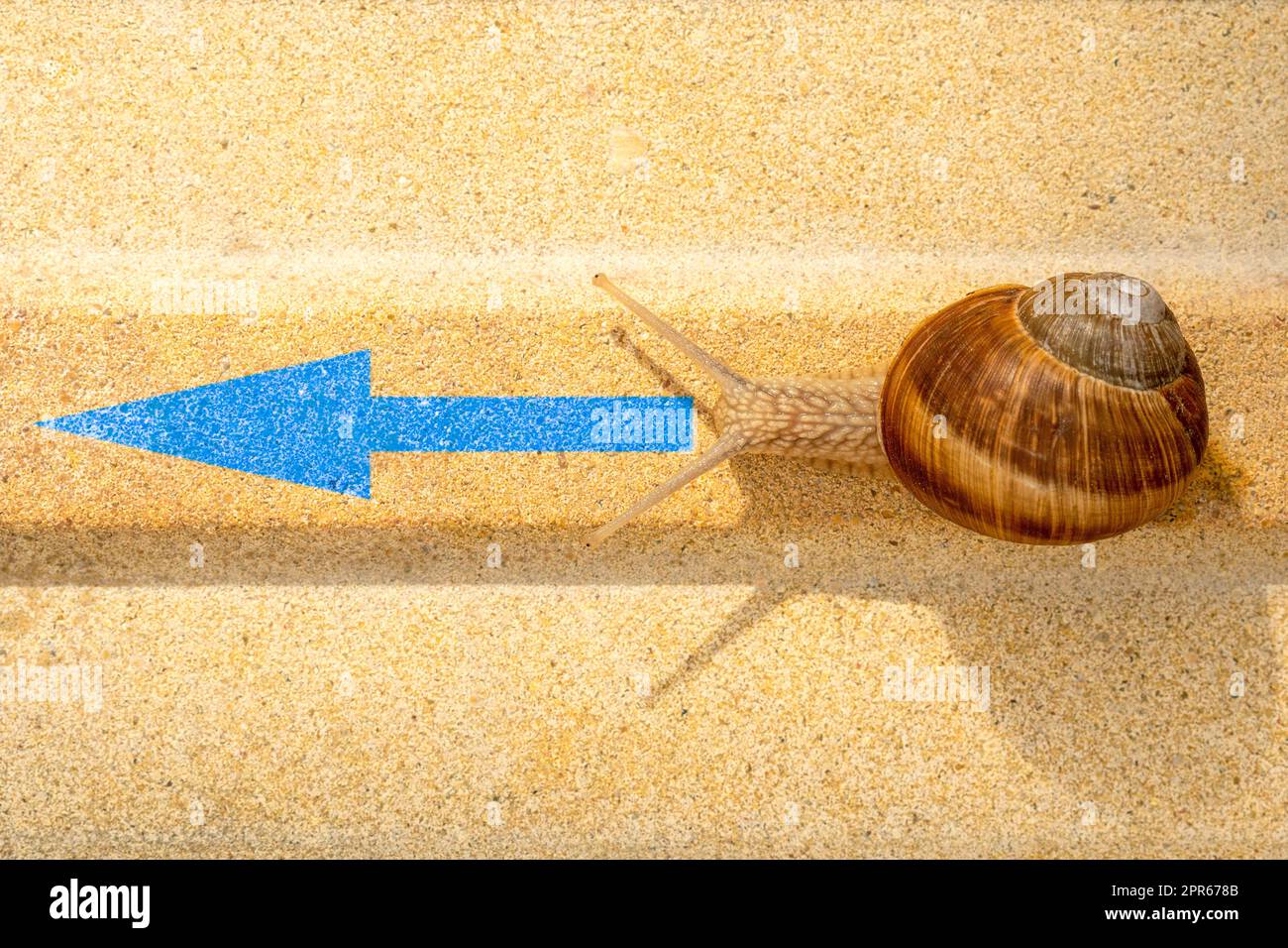 Una lumaca che strizza lungo un cartello con la freccia sul marciapiede Foto Stock