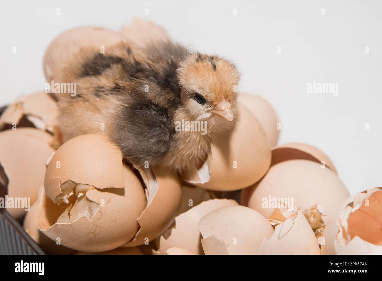 Primo piano di polpetta di pollo soffice e carino su fondo di guscio d'origano e incubazione. Foto Stock