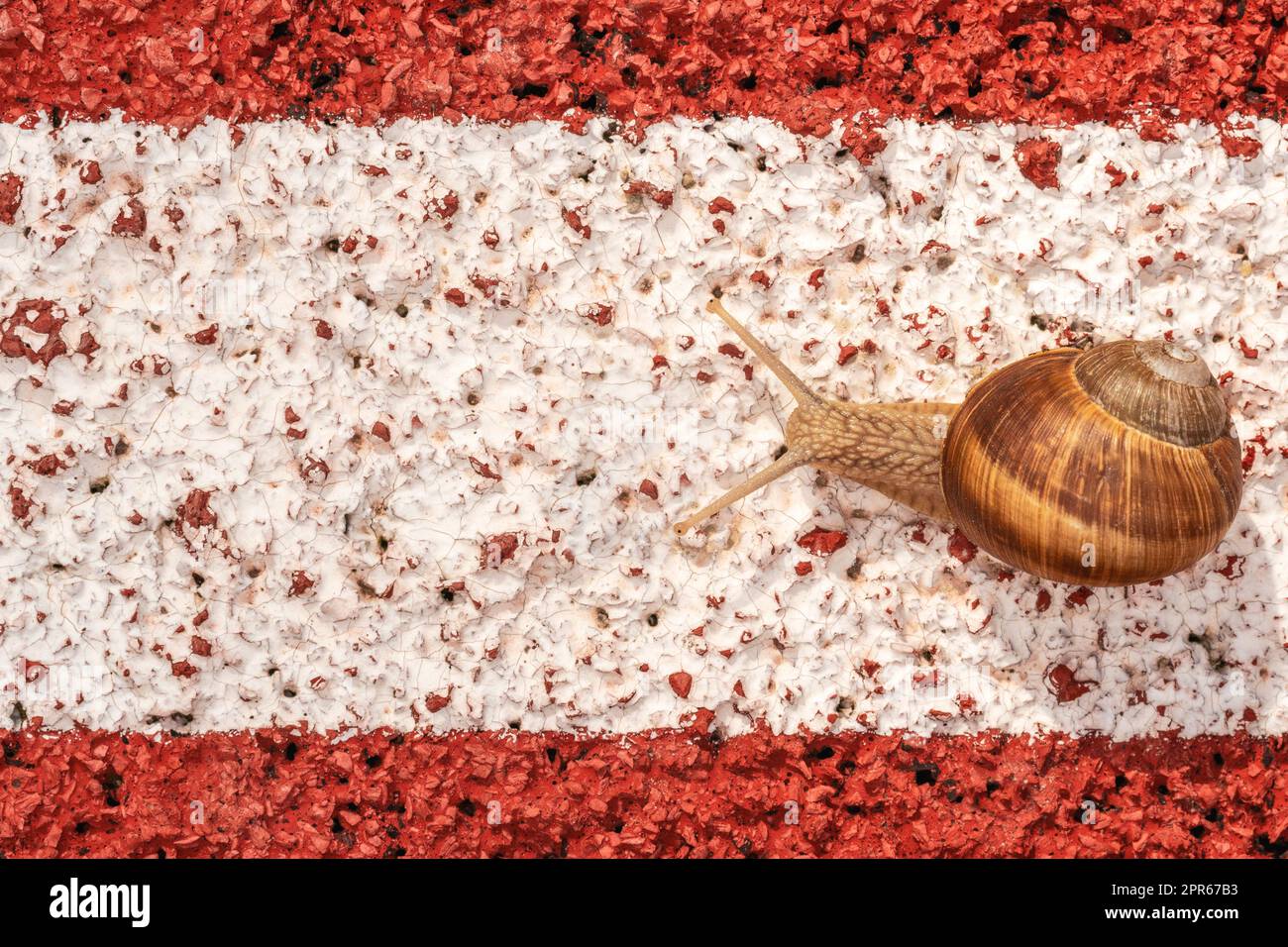 La lumaca sulla pista atletica si muove lungo la linea bianca Foto Stock
