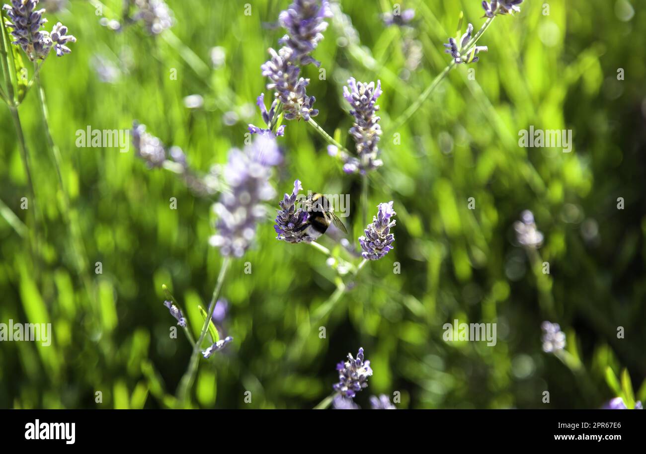 Ape su fiori di lavanda Foto Stock