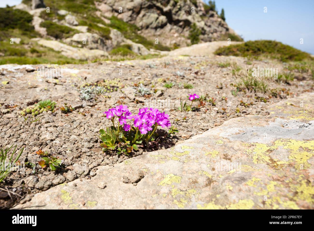 Vista di dettaglio fiore di montagna viola Foto Stock
