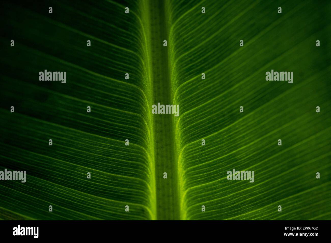 Closeup astratto di foglia verde con motivo venoso piuma Foto Stock