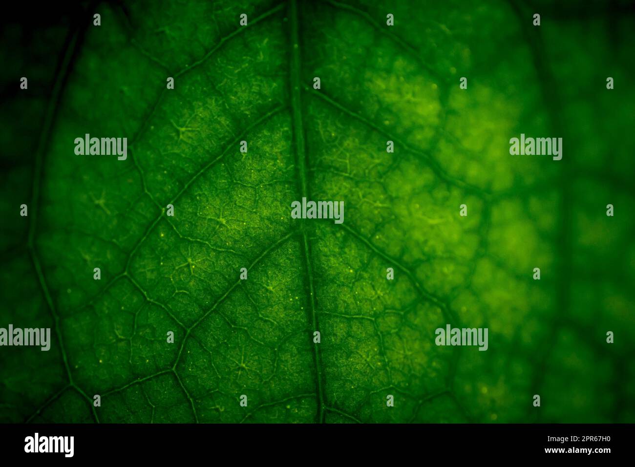 Primo piano astratto della foglia verde con pattern venoso Foto Stock