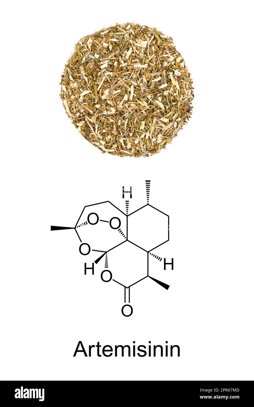 Legna dolce, Artemisia annua, circolo di erbe e formula di artemisinina Foto Stock