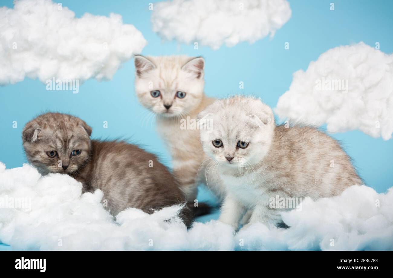 Gattini scozzesi seduti tra nuvole di cotone che guardano qualcosa di interessante. Foto Stock