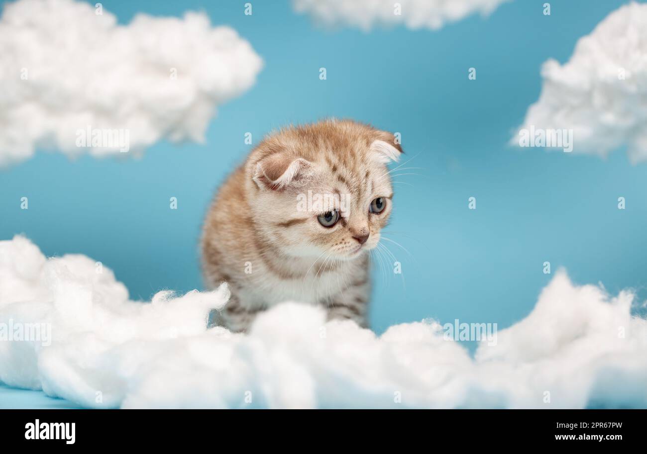 Gattino con un'espressione facciale divertente e incomprensibile guarda attentamente la lana di cotone. Foto Stock