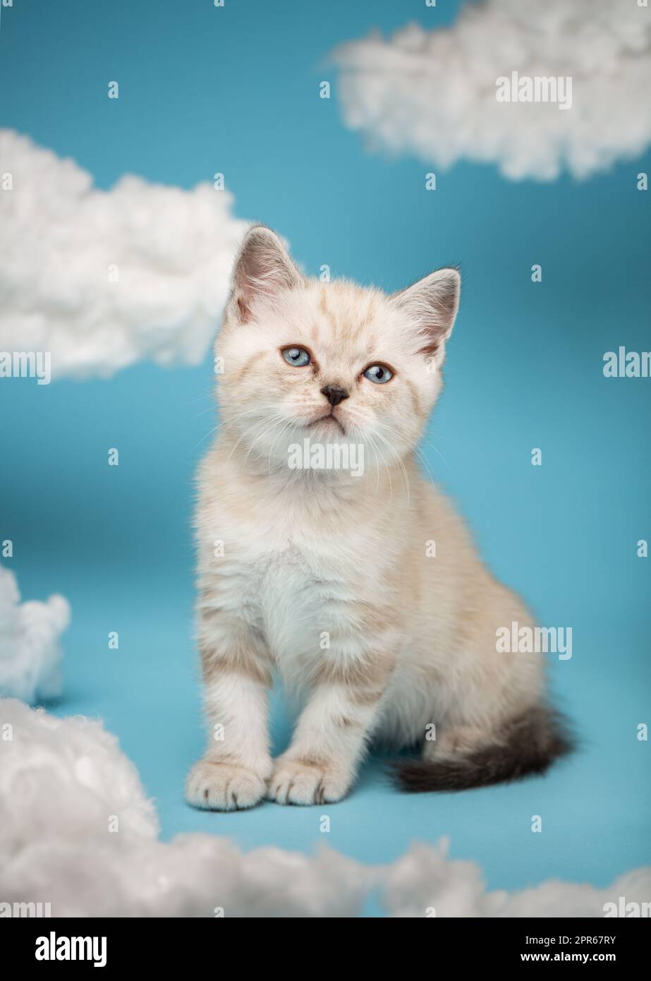 Giocoso gattino scozzese di un mese di colore chiaro siede tra le nuvole bianche su uno sfondo blu nello studio. Foto Stock