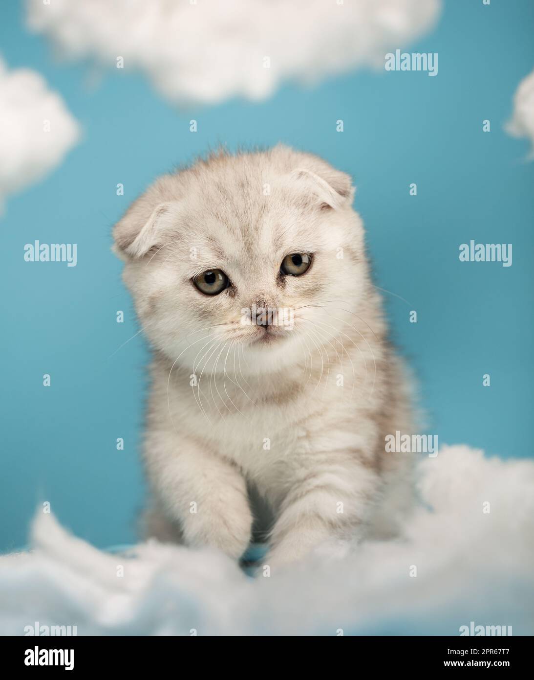 Primo piano di un piccolo gattino scozzese che cammina sulla lana di cotone bianca direttamente alla macchina fotografica. Foto Stock