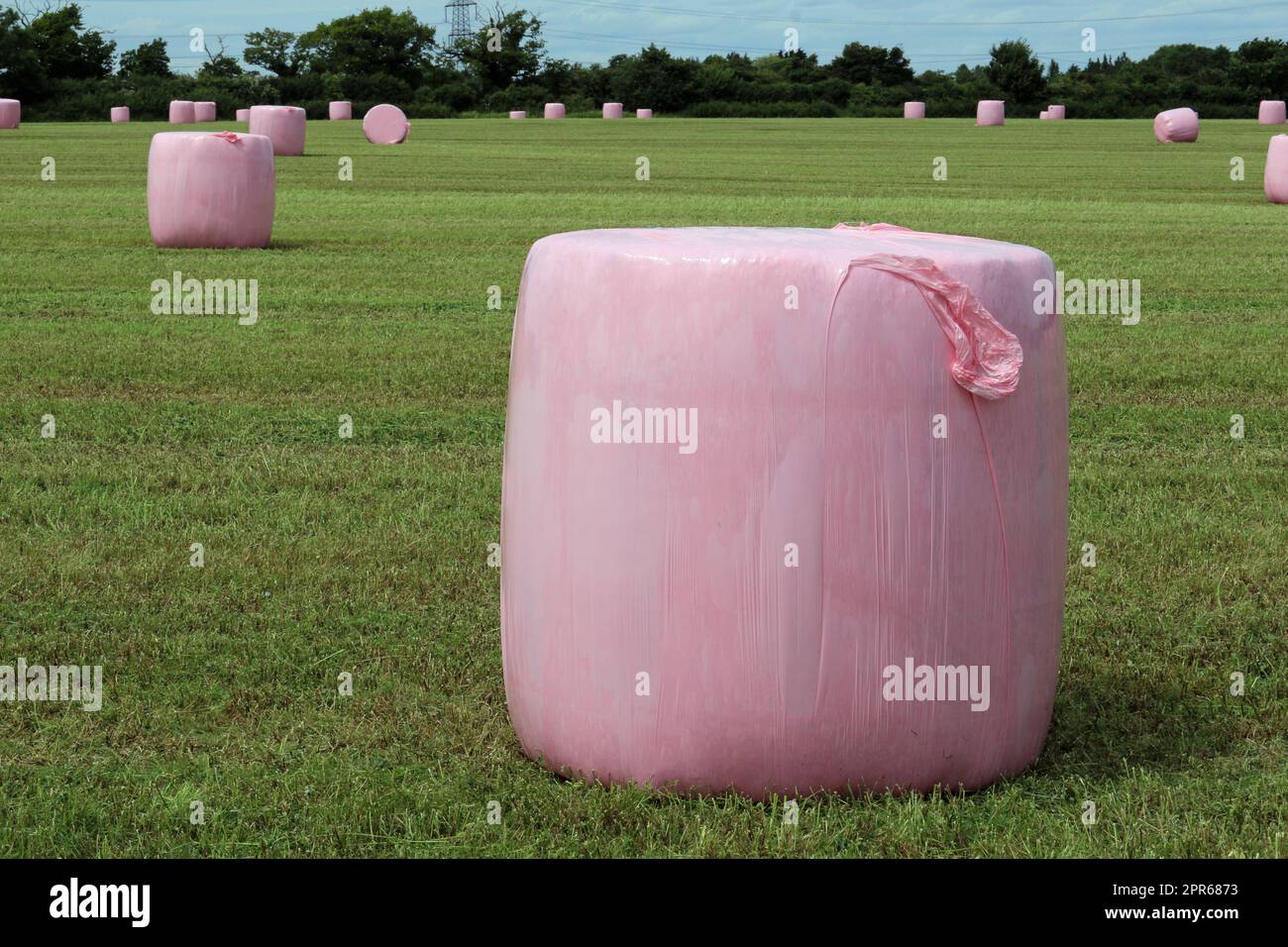 Prato tagliato con balle per insilato arrotondate avvolte Foto Stock