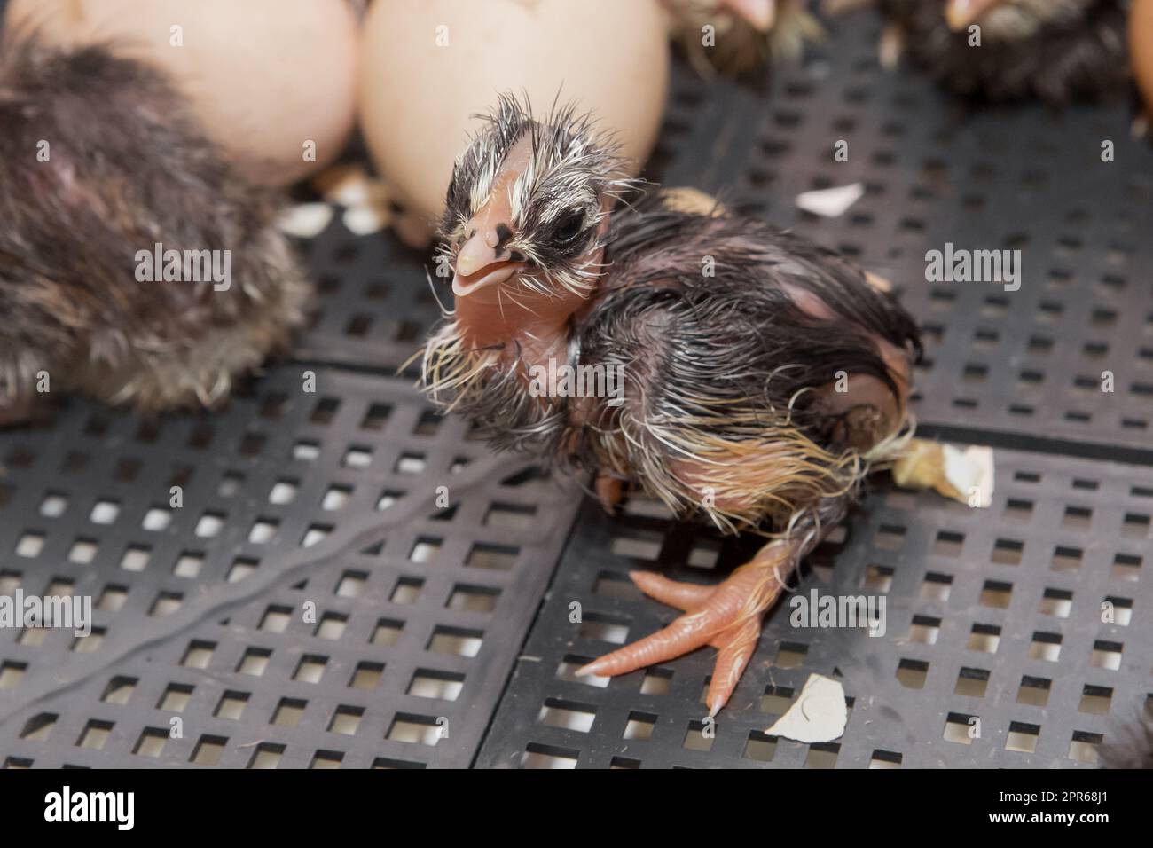 Primo piano di gallina di pollo da cova neonato scuro in incubatore, allevamento di pollame. Foto Stock