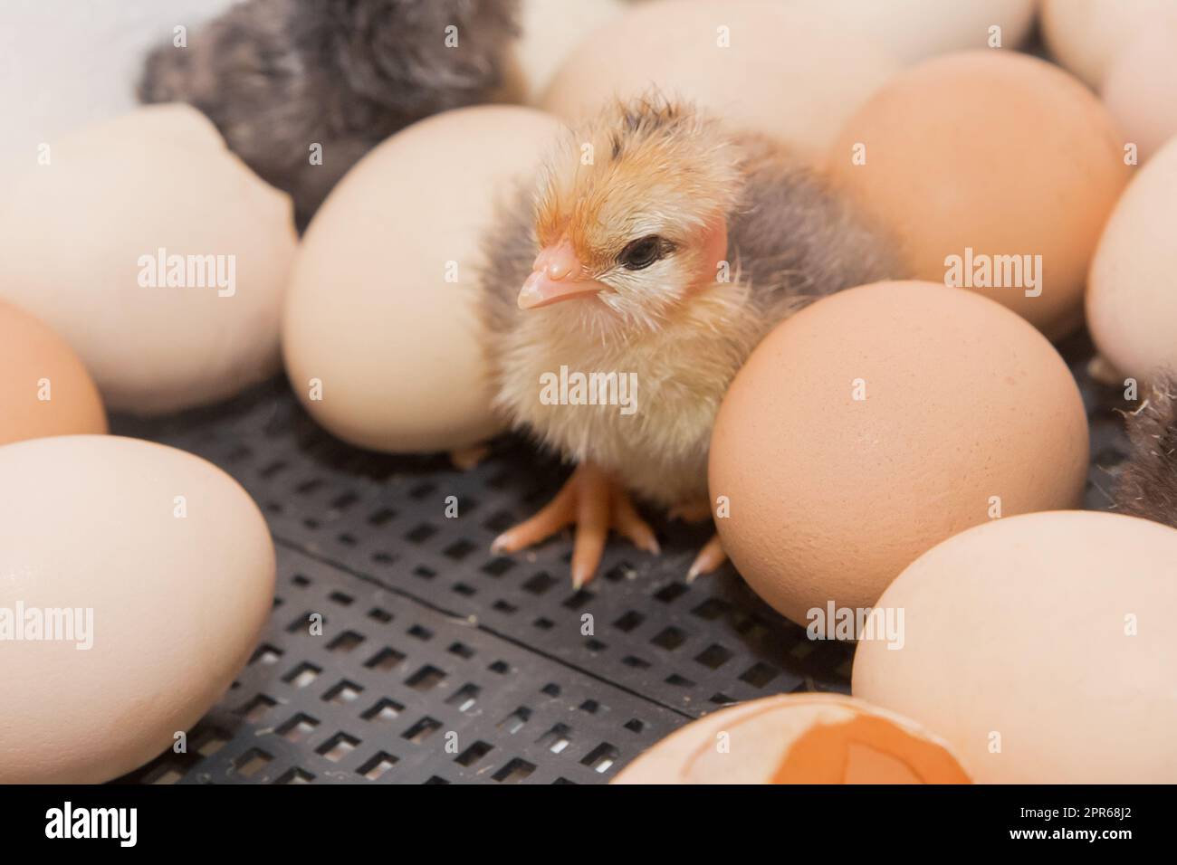 Pollo neonato giallo carino piccolo pulcino vicino alle uova da cova in incubatore, primo piano allevamento di pollame. Foto Stock