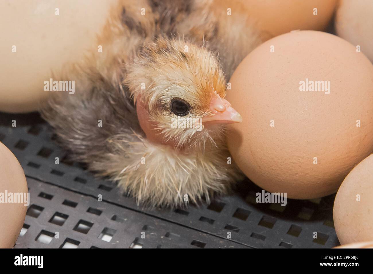 Pollo neonato giallo piccolo carino piccolo pulcino vicino alle uova da cova in incubatore, primo piano allevamento di pollame. Foto Stock