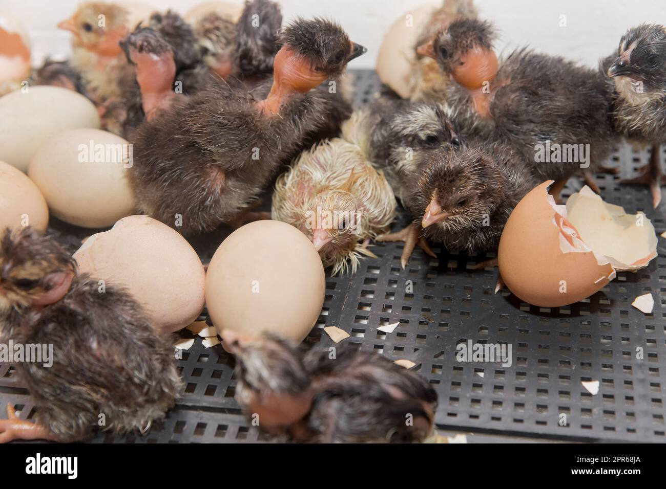 Un gruppo di molti neonati scuri carini polli piccoli vicino uova da cova in un primo piano incubatore di allevamento di pollame. Foto Stock