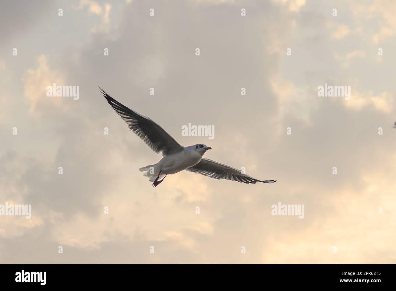 Gabbiani che volano nel cielo blu, i gabbiani sono uccelli di medie dimensioni. La punta delle piume dell'ala è nera. Foto Stock