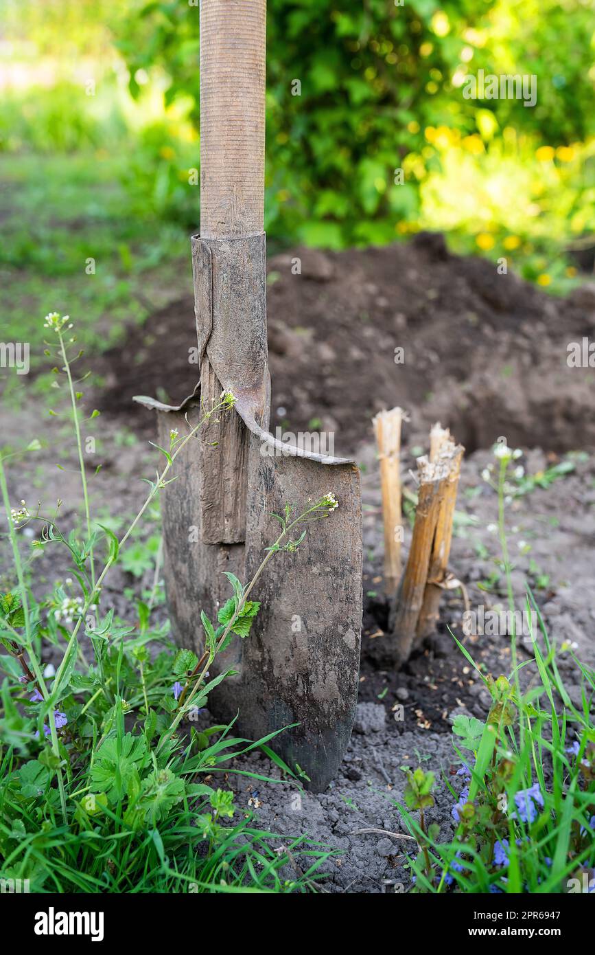 Una pala si trova nel terreno, piantando un albero, scavando un buco. Un uomo sta piantando un albero. Il concetto di ecologia e conservazione ambientale. Foto Stock