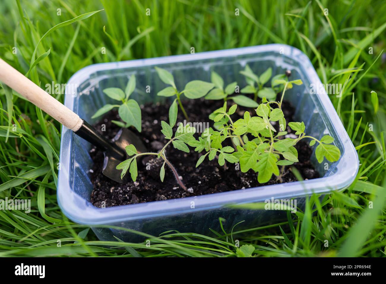 Pepe e piantine di pomodoro in terreno di torba in un vassoio di plastica per piantine Giovani piantine di pepe. Il concetto di giardinaggio e piantine. Giovane pianta. Foto Stock