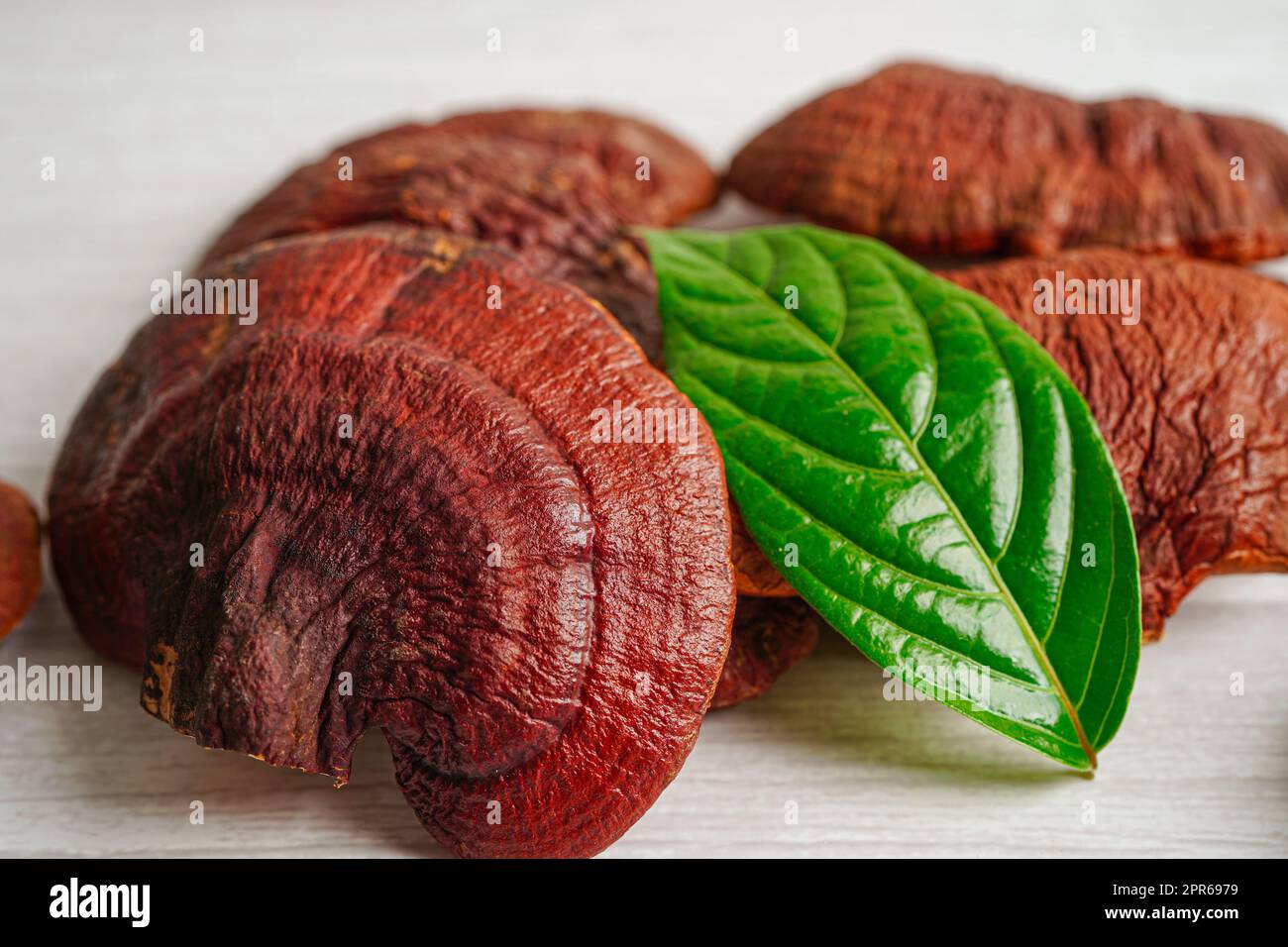 Lingzhi o Reishi funghi con capsule, alimenti biologici naturali sani. Foto Stock