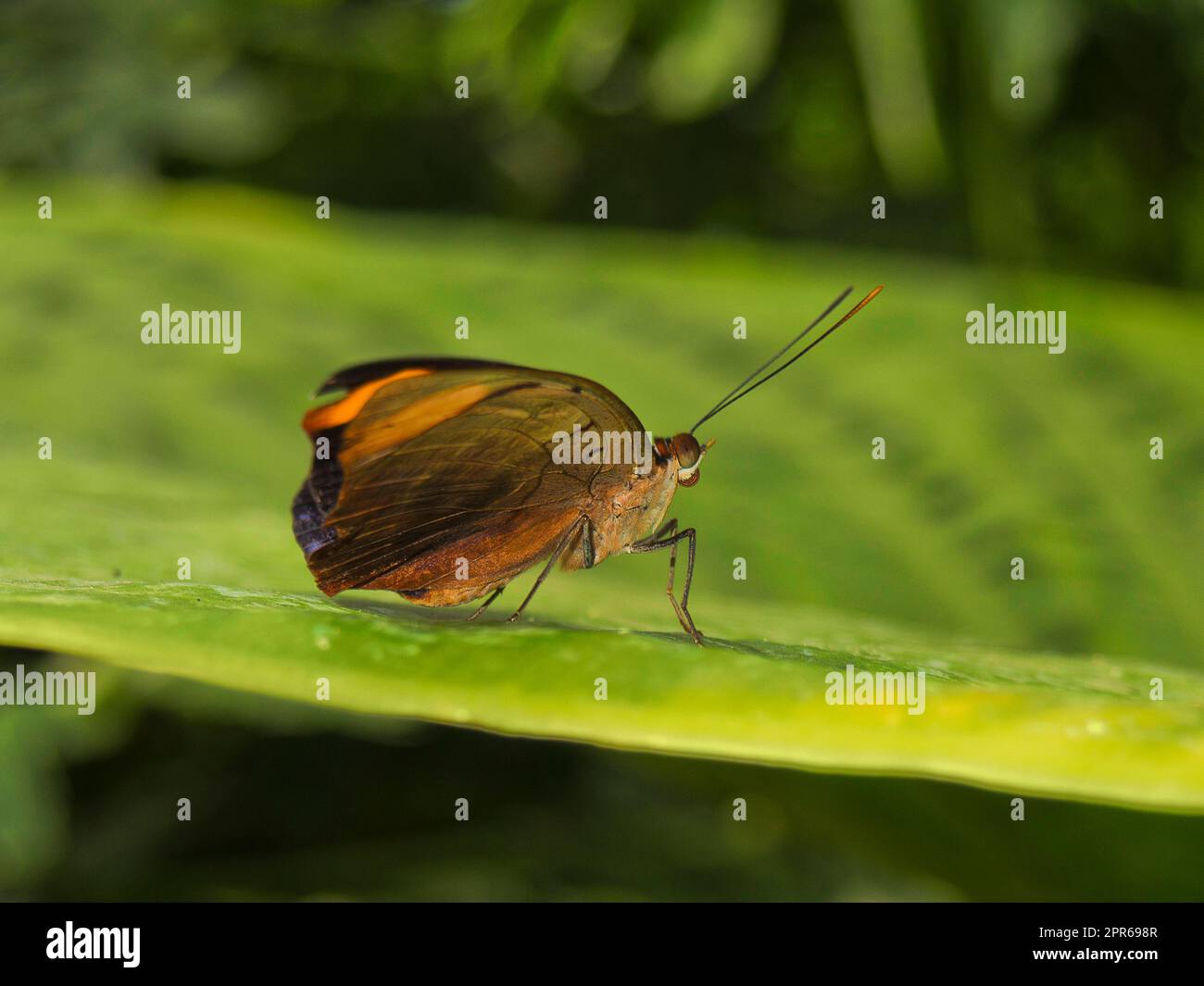 Germania, Hamm, Maximilianpark - Little Postman Butterfly Foto Stock