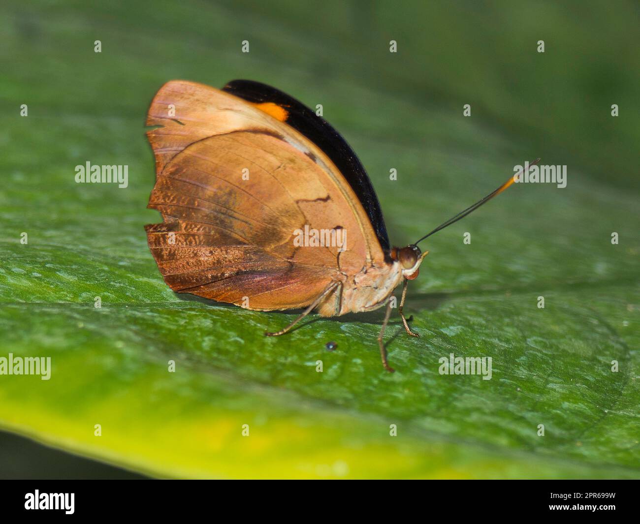 Germania, Hamm, Maximilianpark - Little Postman Butterfly Foto Stock