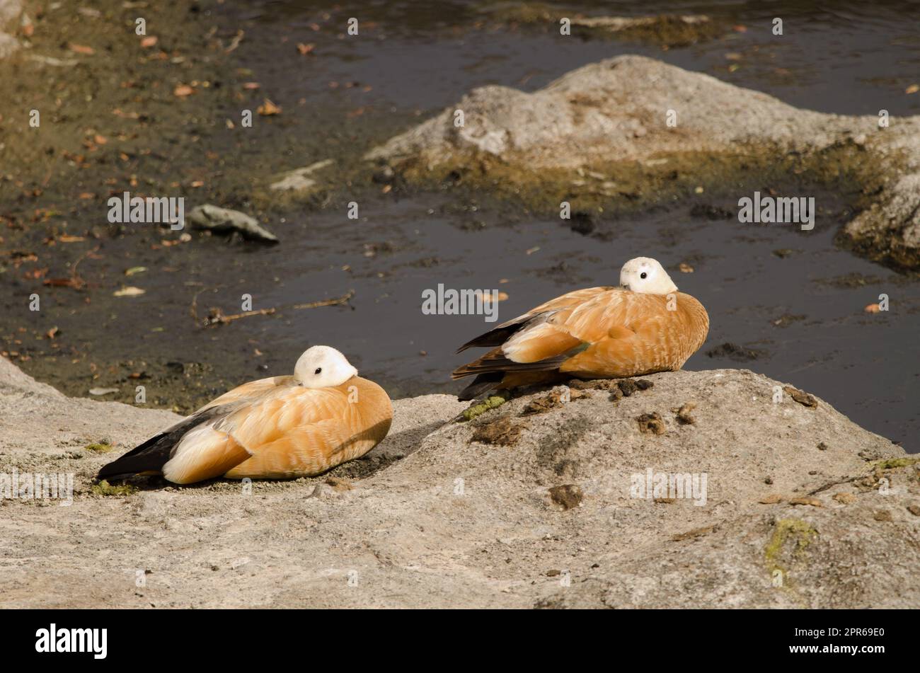 Un paio di rugosi ricoveri. Foto Stock