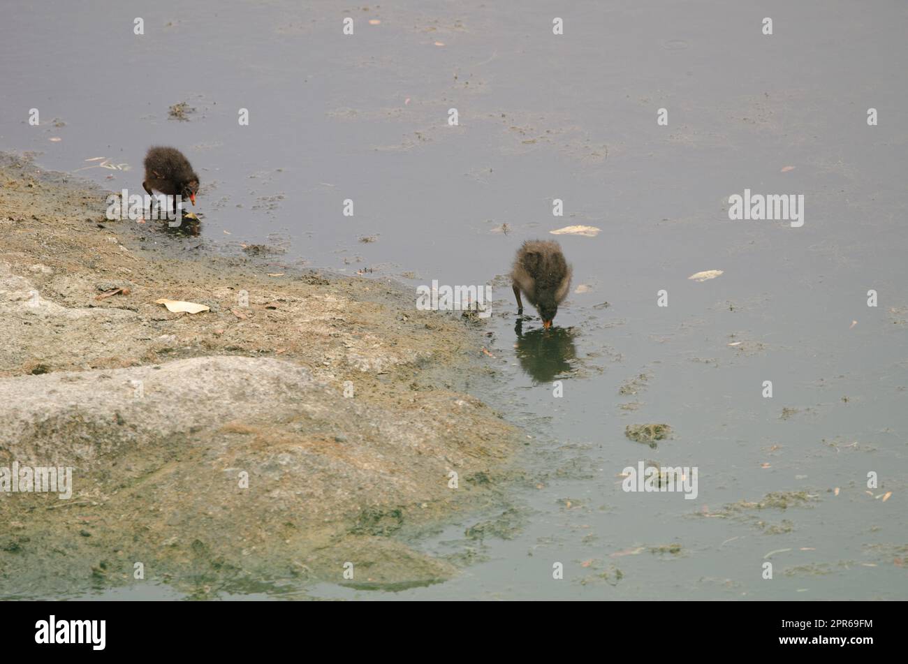 Pulcini di comune moorhen eurasiatico alla ricerca di cibo. Foto Stock