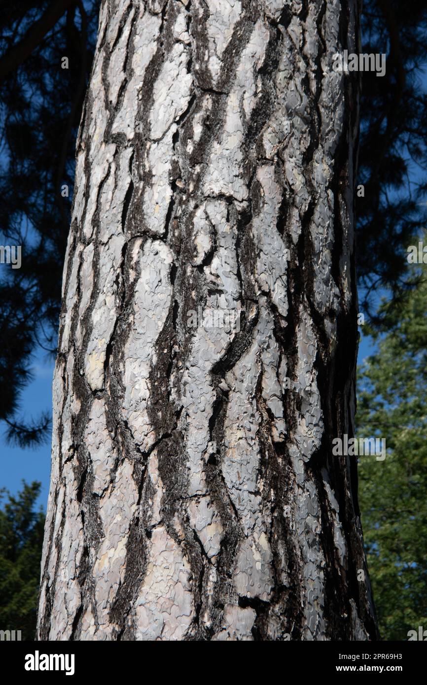 grande tronco di albero con corteccia d'argento Foto Stock