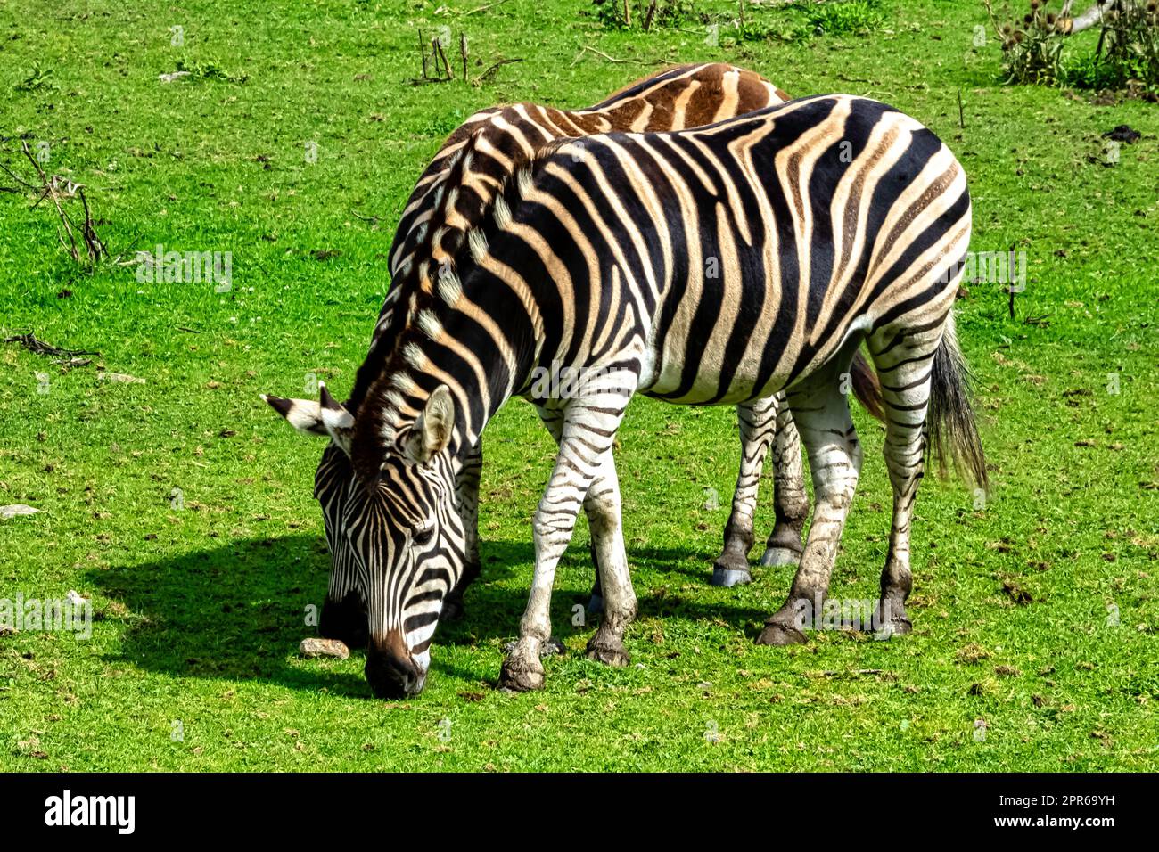 Zebra delle pianure nota come zebra comune o senza uomo, equus quagga borensis o equus burchellii - Kenya Foto Stock