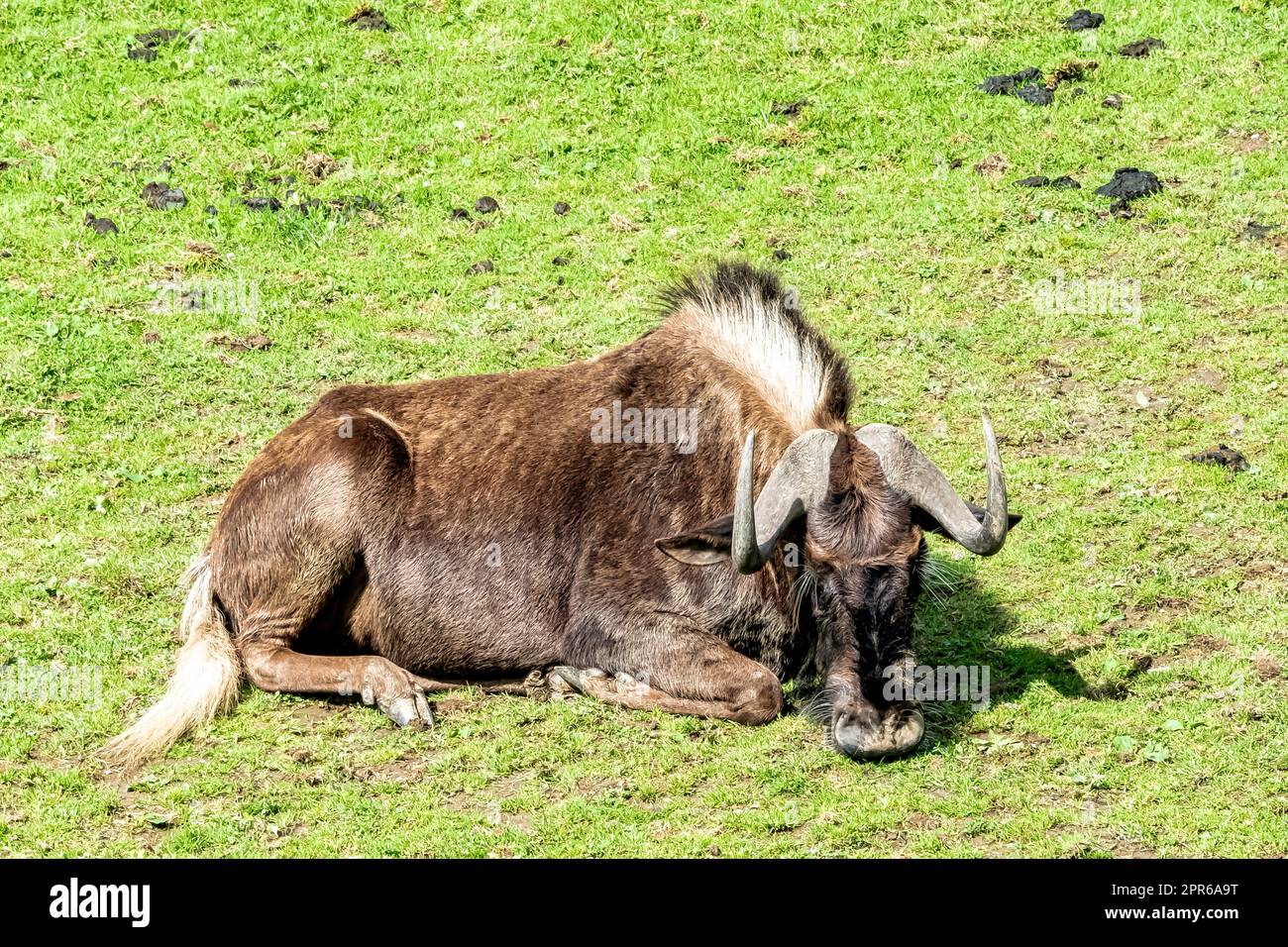 gnu nero (Connochaetes gnou) conosciuto come gnu dalla coda bianca - Mountain Zebra National Park, Sudafrica Foto Stock