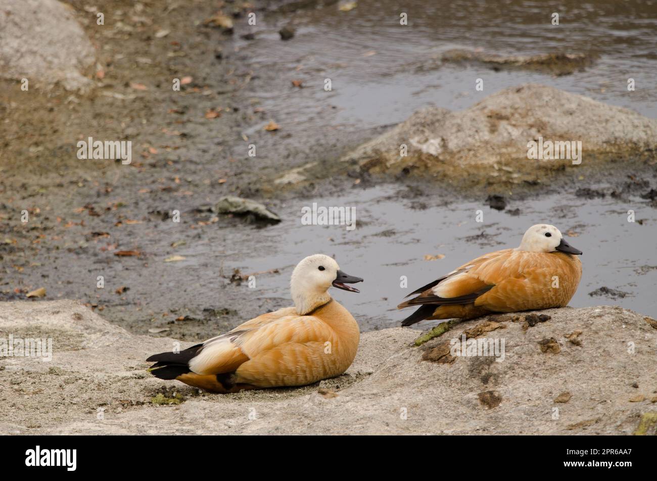 Un paio di rugosi ricoveri. Foto Stock