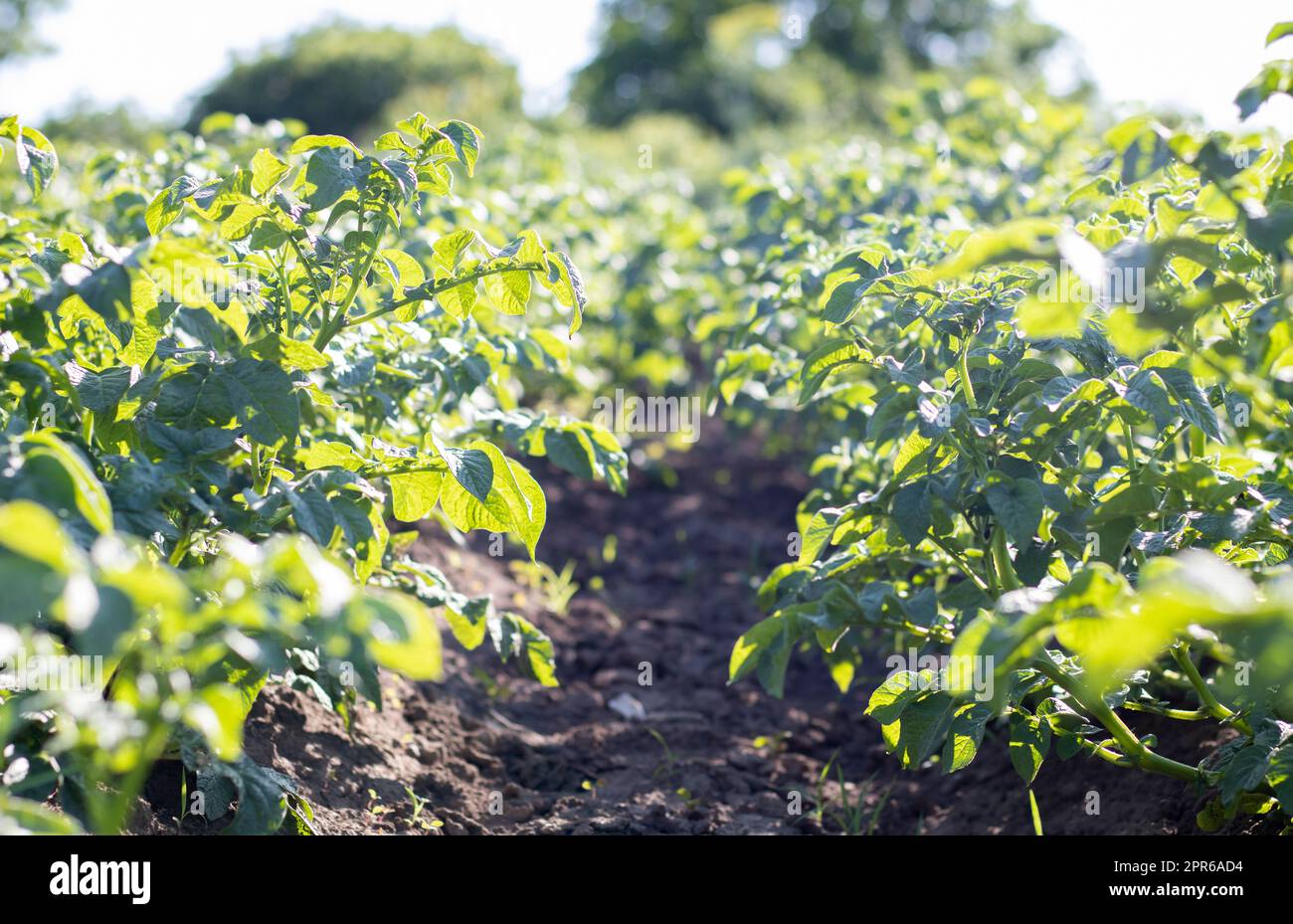 Campo verde di patate di fila. Piantagioni di patate, solanum tuberosum. Raccolto piantato in un campo agricolo. Paesaggio agricolo estivo. Il campo è illuminato dai raggi del sole. Foto Stock