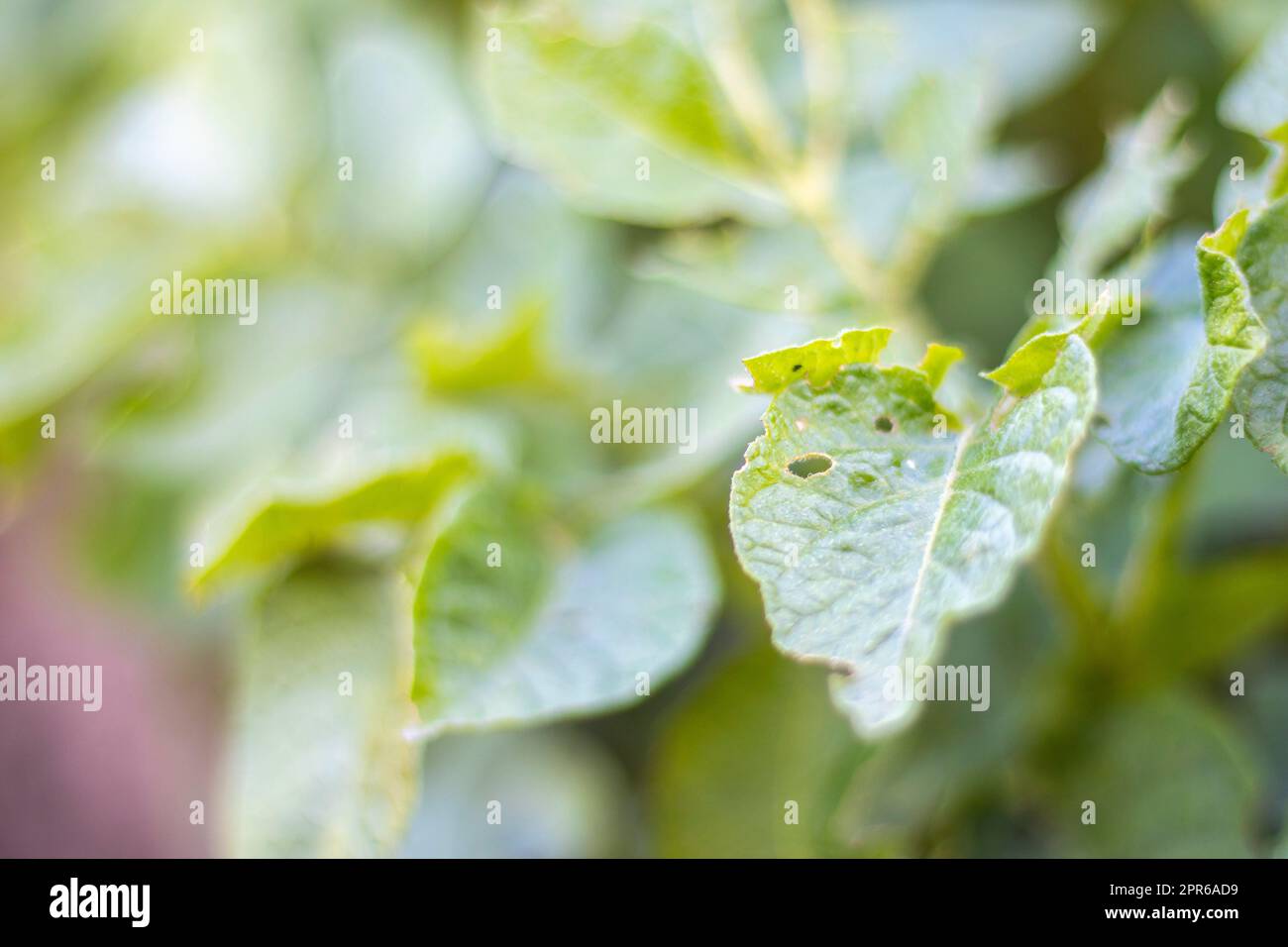 Primo piano delle foglie di patate danneggiate dalle larve di coleottero a strisce del Colorado. Leptinotarsa decemlineata. Infestazione grave di patate alla luce del sole del giardino. Le larve del parassita della patata del Colorado mangiano le foglie. Foto Stock