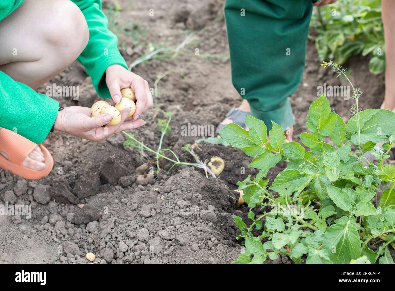Raccogliendo patate dal suolo. Patate appena scavate o raccolte su terreno marrone ricco. Patate biologiche fresche al suolo in un campo in un d'estate Foto Stock