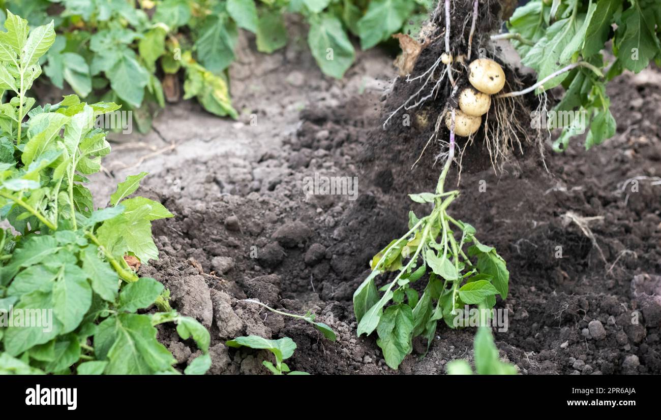 Raccogliere le patate dal terreno. Patate appena scavate o raccolte su una ricca macinata marrone. Patate biologiche fresche al suolo in un campo in un giorno d'estate. Il concetto di coltivare cibo. Patate novelle. Foto Stock