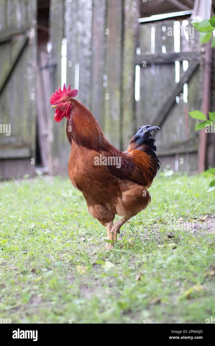 Un grande gallo con un ciuffo rosso nel villaggio. Giovane Red cockerel Rhode Island Red Barnyard Mix. Una bella foto di un Rhode Island arancione sfumato Foto Stock