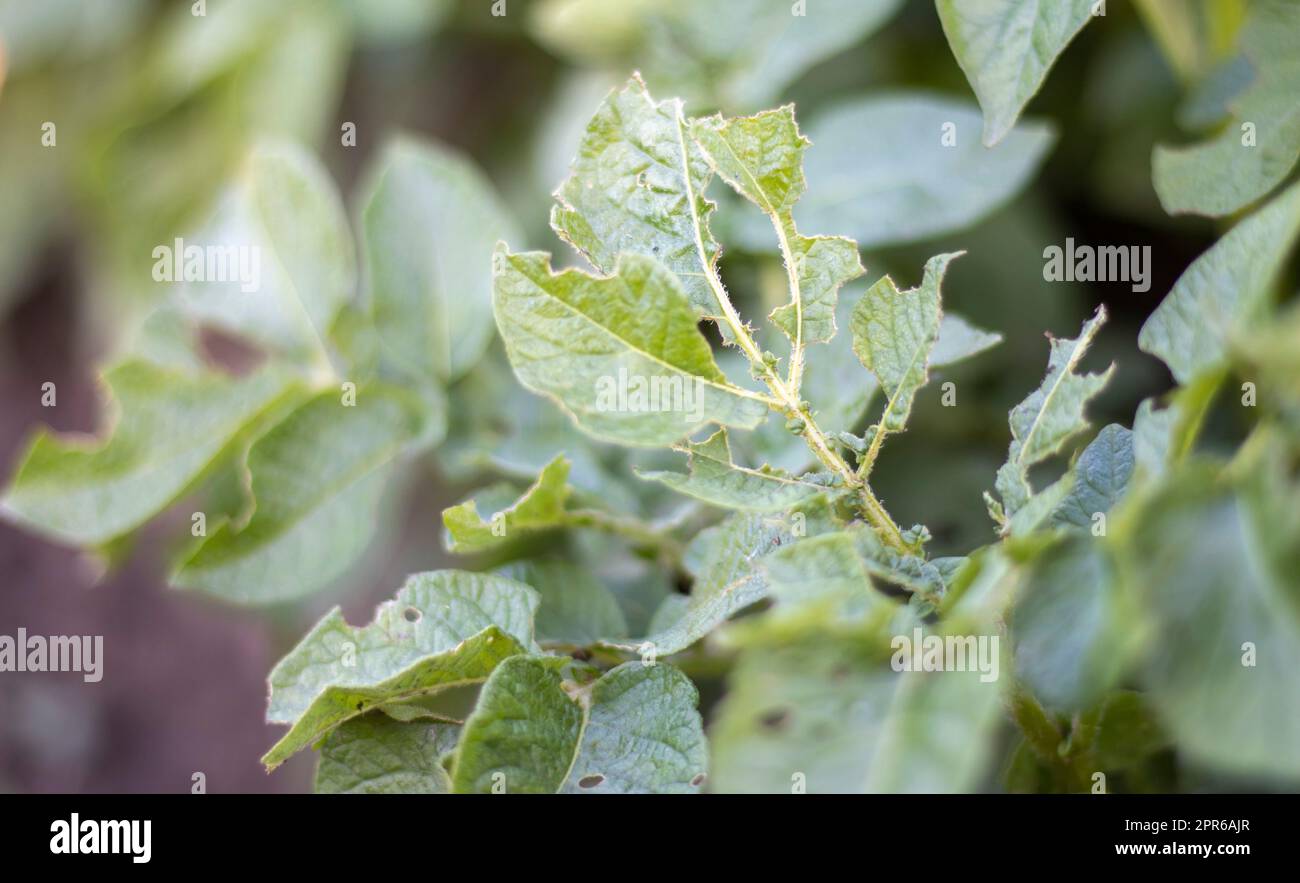 Primo piano delle foglie di patate danneggiate dalle larve di coleottero a strisce del Colorado. Leptinotarsa decemlineata. Infestazione grave di patate alla luce del sole del giardino. Le larve del parassita della patata del Colorado mangiano le foglie. Foto Stock