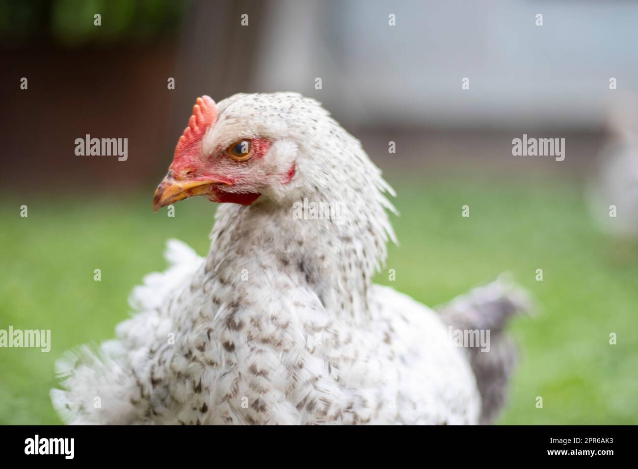 Polli in azienda, concetto di pollame. Pollo bianco sciolto all'aperto. Un uccello divertente in una fattoria biologica. Uccelli domestici in un allevamento all'aperto. Polli da riproduzione. Entra nel cortile. Industria agricola. Foto Stock