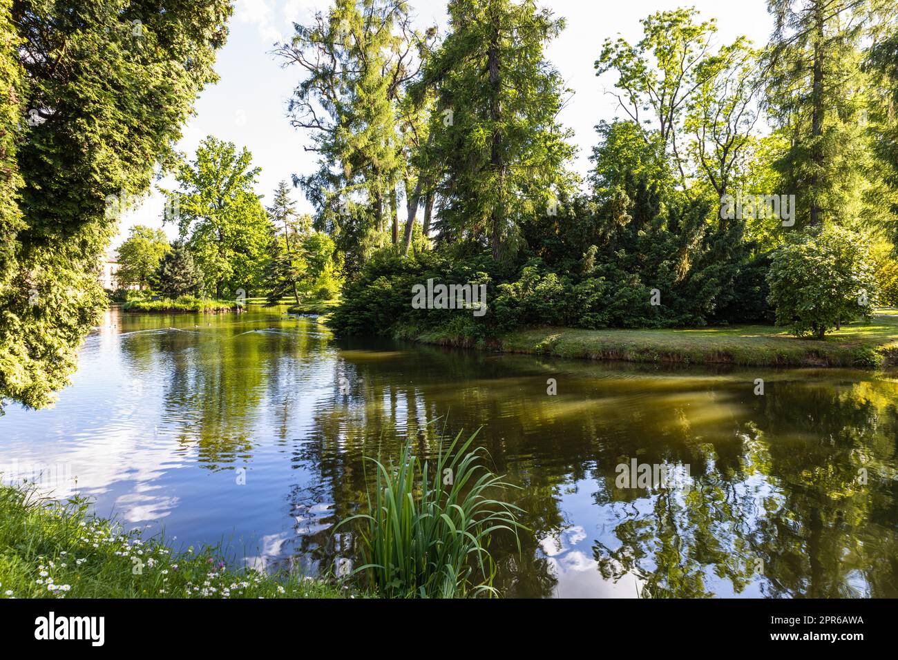 Parco estivo giardino con un laghetto di anatre Foto Stock