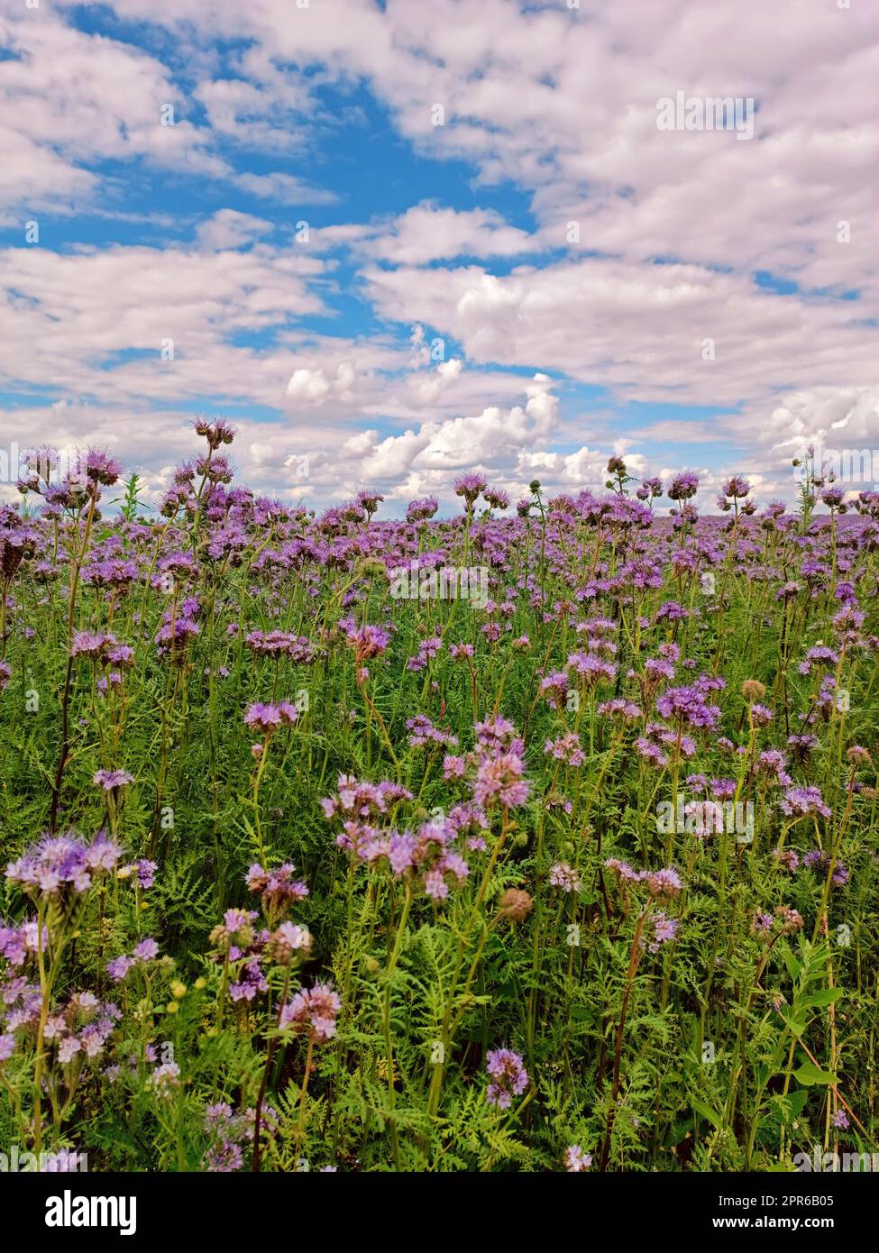 I fiori di Phacelia fioriscono. Fioritura dei campi estivi agricoli. Natura paesaggio rurale soleggiato, Europa. Produzione di miele Foto Stock