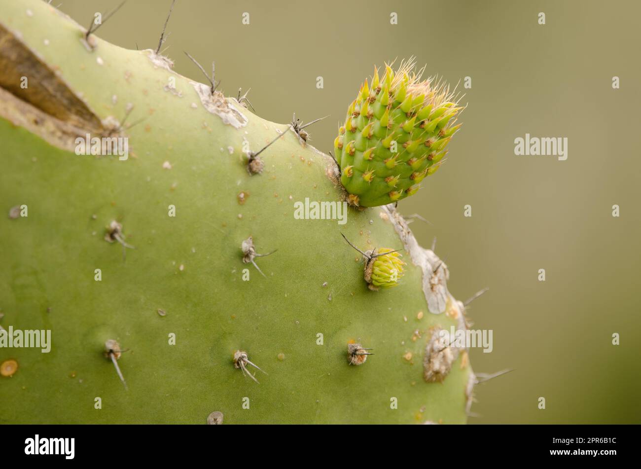 Frutto accresciuto di pricklypear legnoso. Foto Stock