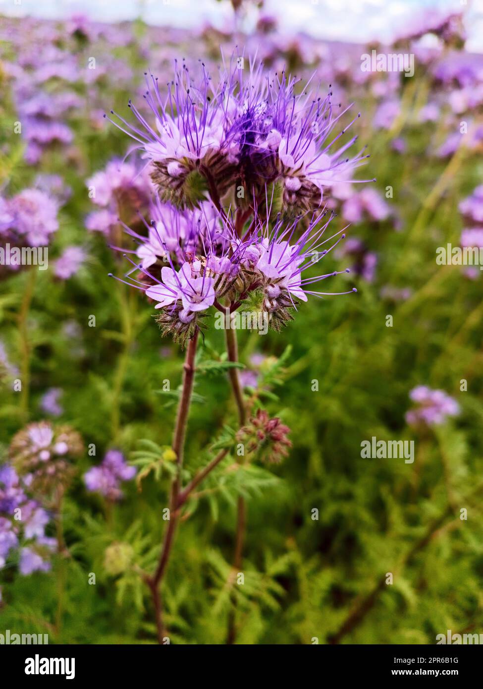 I fiori di Phacelia fioriscono. Fioritura dei campi estivi agricoli. Natura paesaggio rurale soleggiato, Europa. Produzione di miele Foto Stock