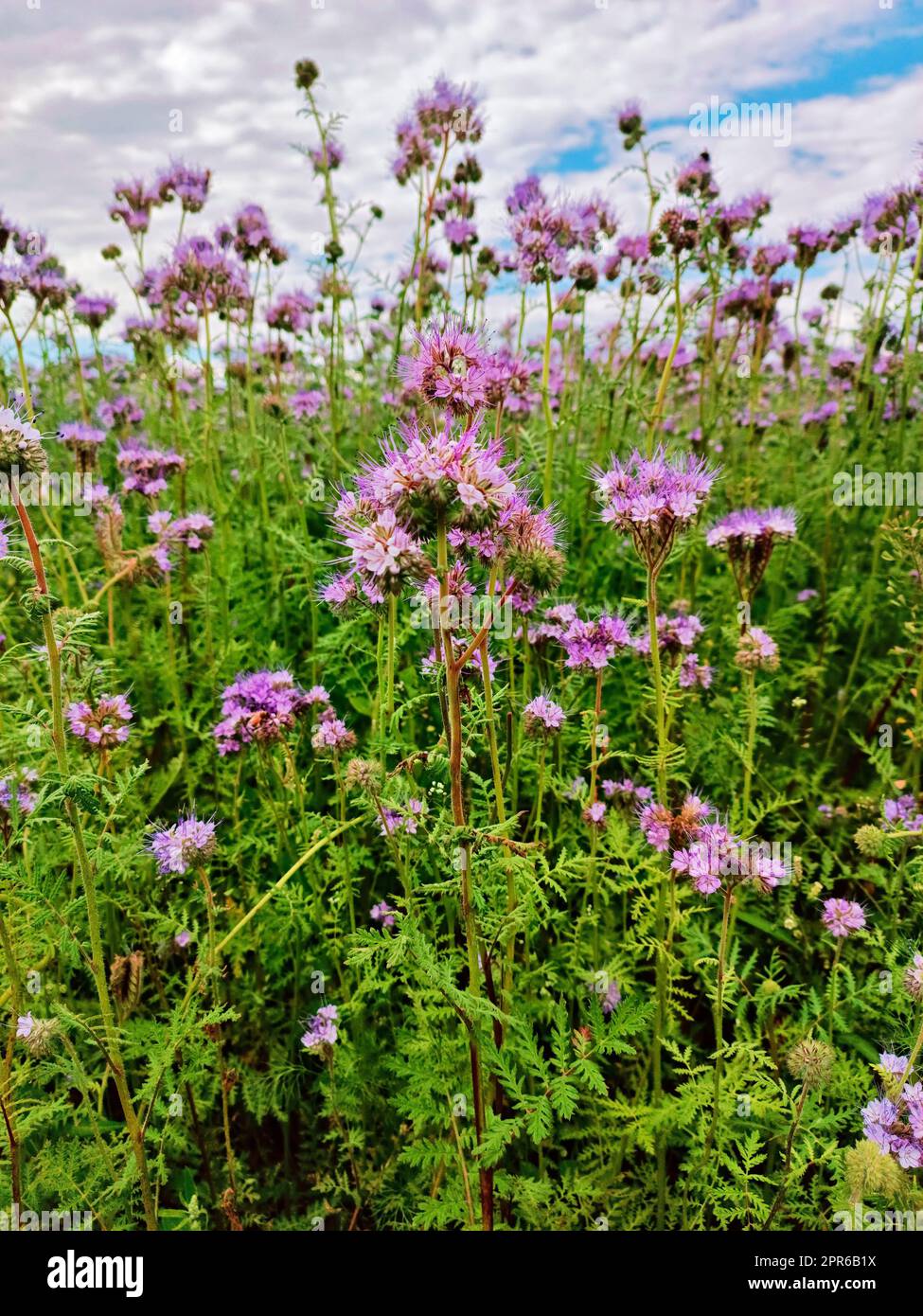 I fiori di Phacelia fioriscono. Fioritura dei campi estivi agricoli. Natura paesaggio rurale soleggiato, Europa. Produzione di miele Foto Stock