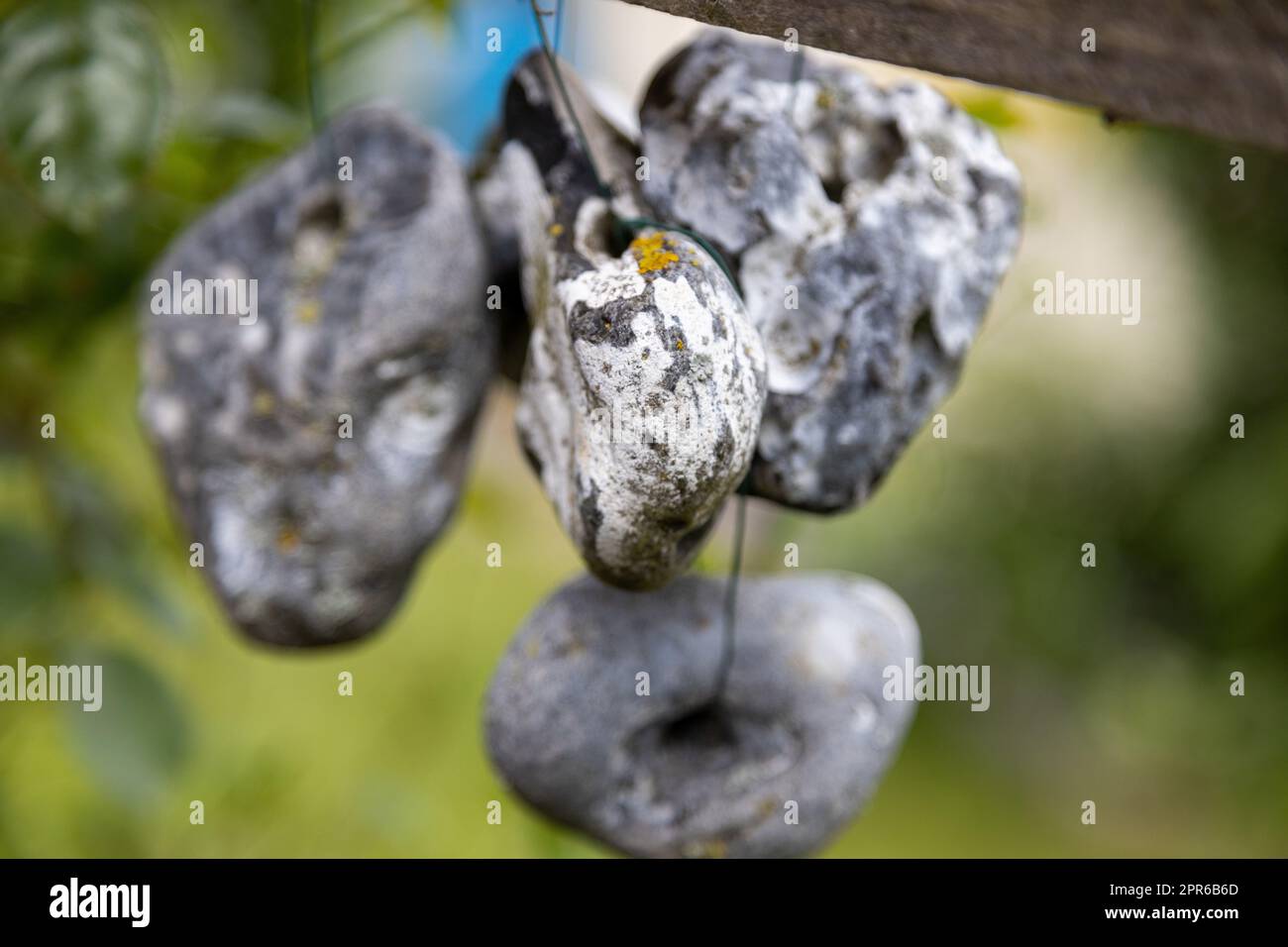 Pietre o divinità di pollo appese a una corda all'aria aperta Foto Stock